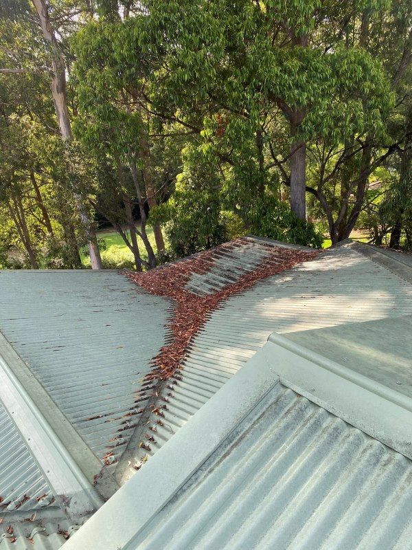A roof with a lot of leaves on it and trees in the background.