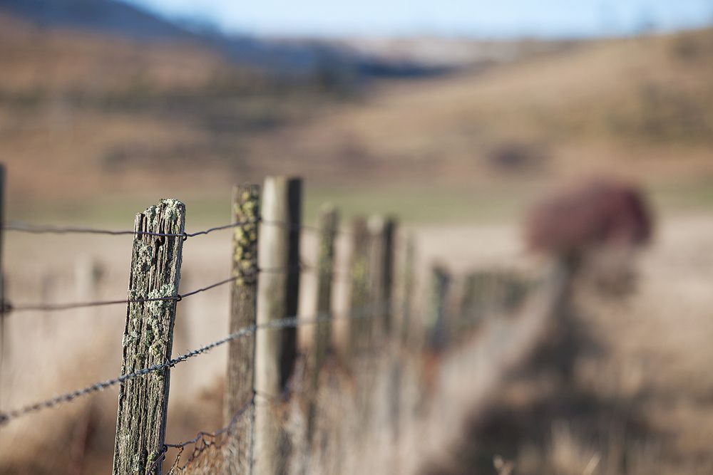 A Close Up of a Barbed Wire Fence in a Field — Perry's Timber & Fencing In Thirroul, NSW
