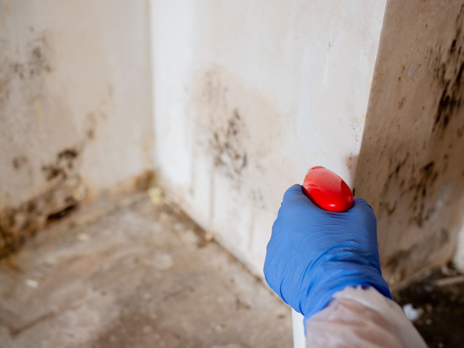 A person in blue gloves sprays moldy wall in a damp corner with a red bottle.