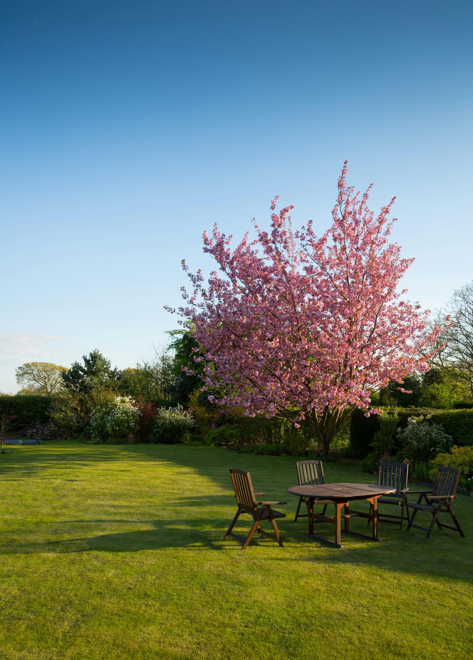 Lush green lawn with wooden table and chairs set beneath a blooming pink tree on a sunny day.