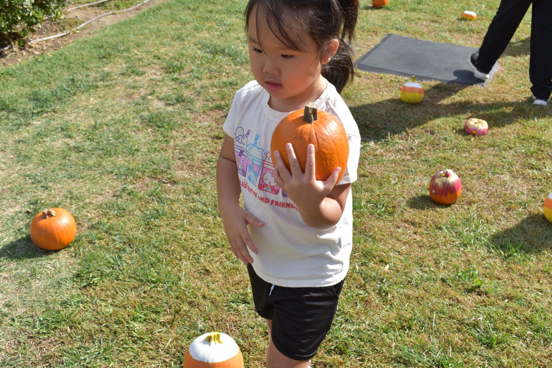 Young child holding a small orange pumpkin in a grassy field surrounded by other pumpkins.
