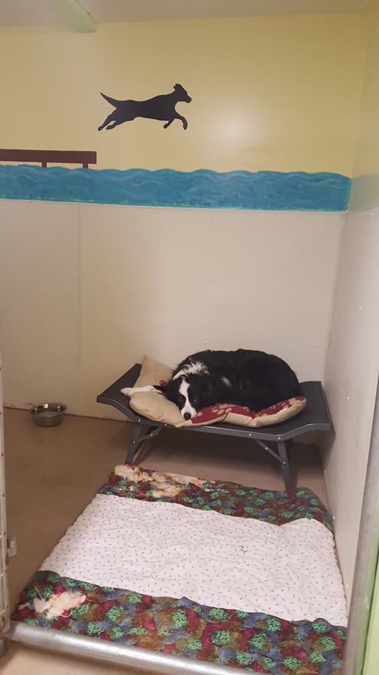 Dog Training Classes VT Dog Boarding VT Pet Grooming Lyndonville