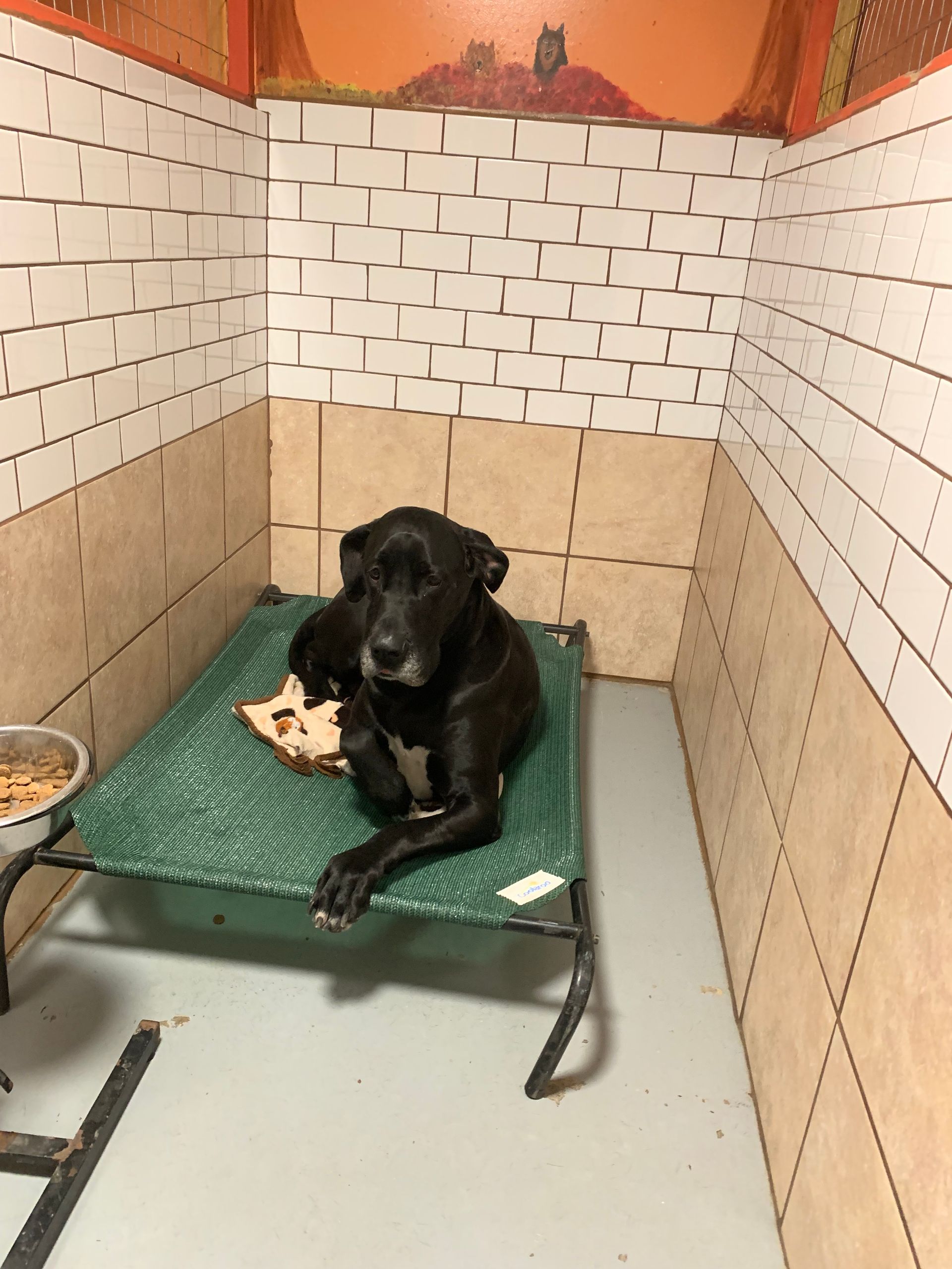 Dog Training Classes VT Dog Boarding VT Pet Grooming Lyndonville