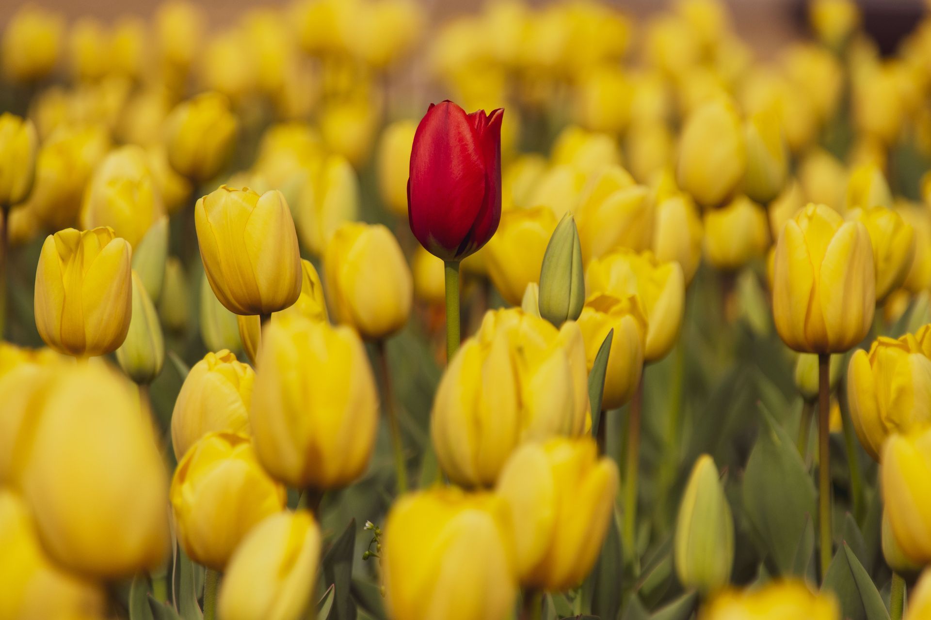 One red tulip among a field of yellow tulips