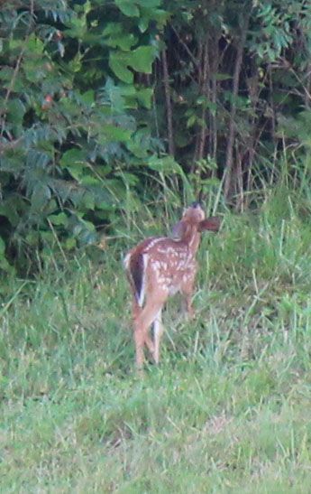 Deer Wandering