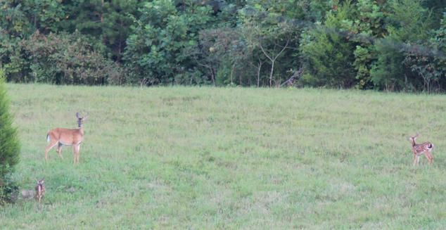 Land with Deer