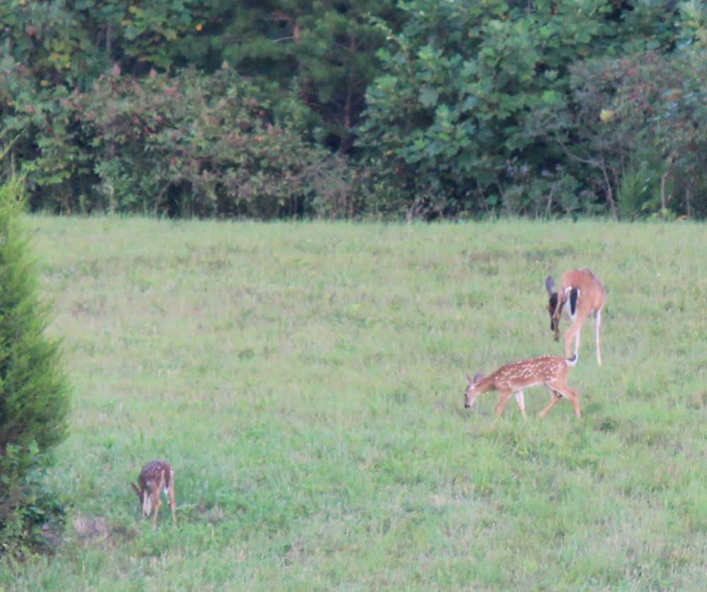 Deers Running