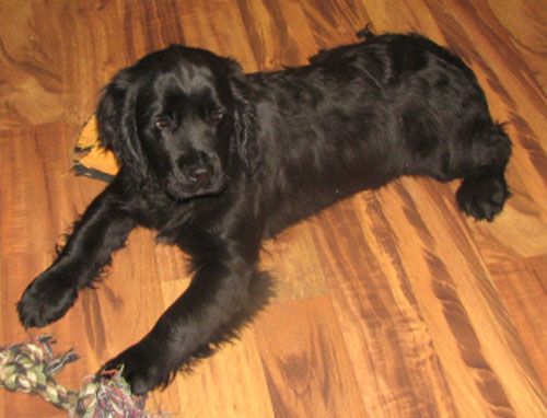 Dixie Black Dog