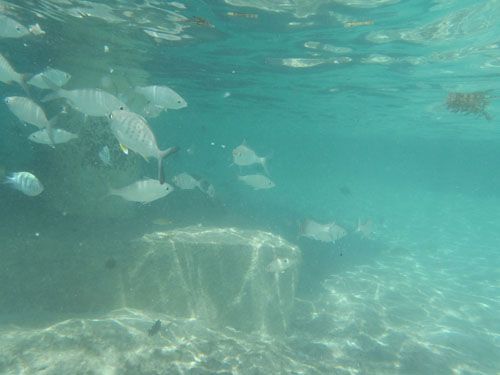 Fish