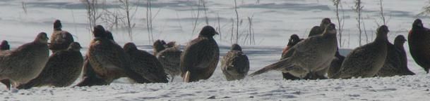 Flock of Birds