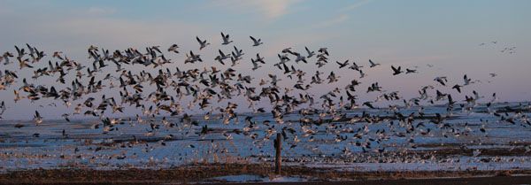Geese