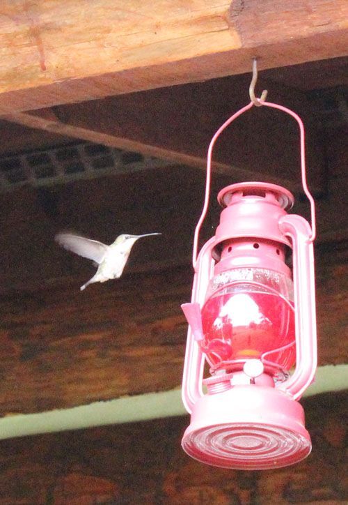 Humming Bird