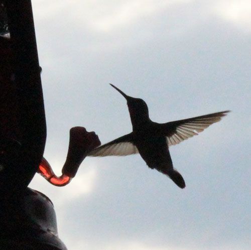Humming Bird Flying
