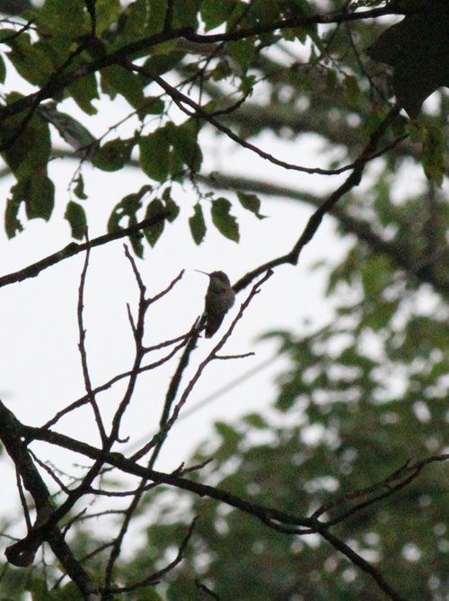 Humming Bird Flying