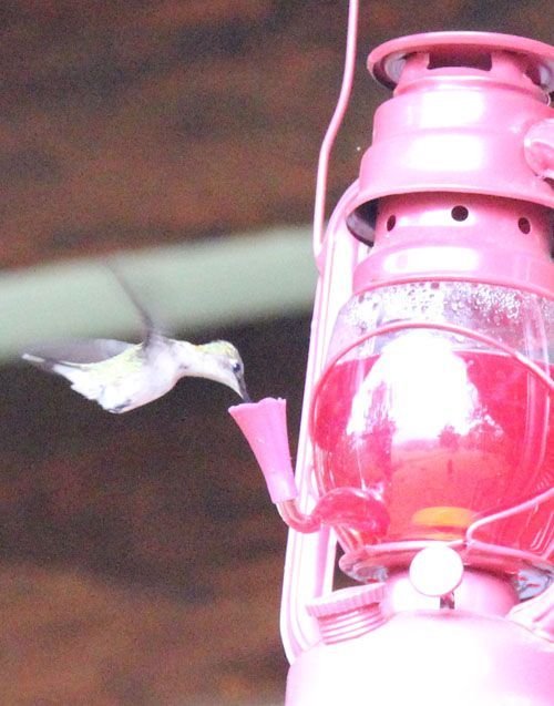 Humming Bird