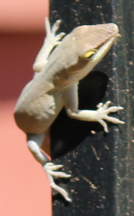 Lizard