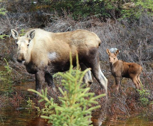Moose