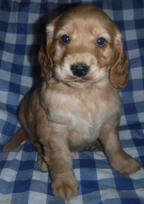 Penny