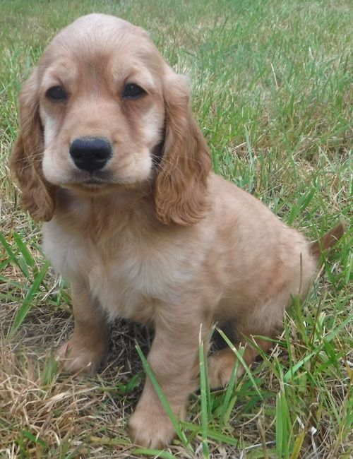 Penny