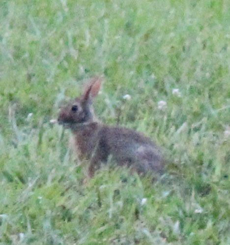 Rabbit
