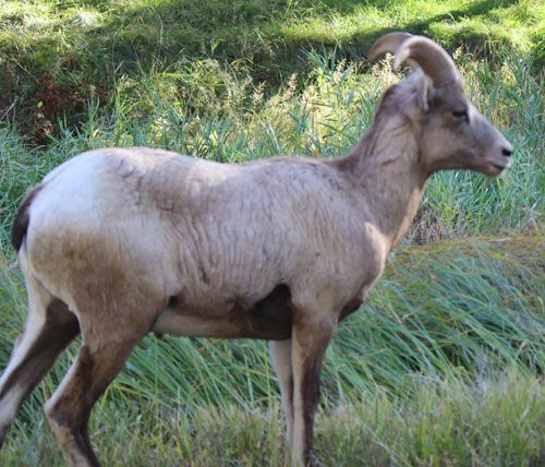 Ram