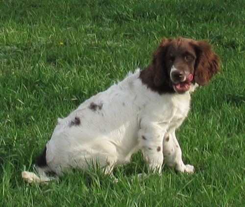 Remi