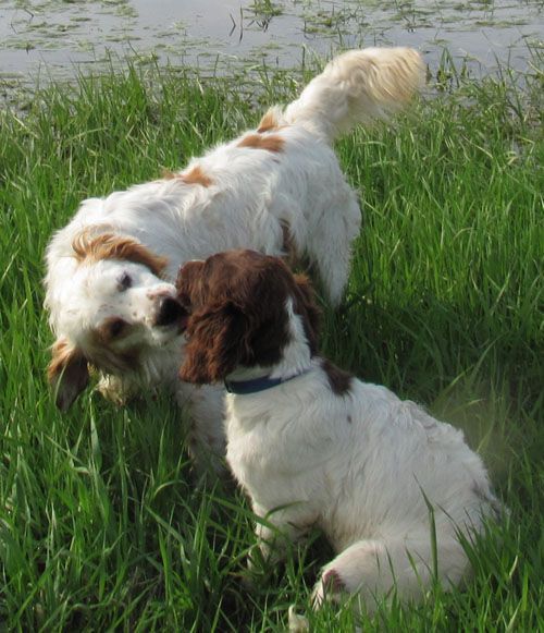 Remi & Sully
