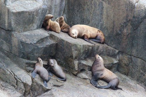 Seals Together