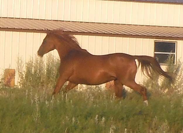 Sheena Horse