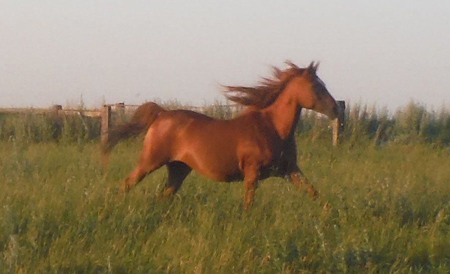 Sheena