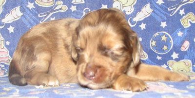 Snickers