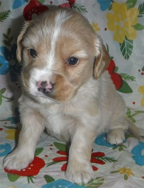 Teddy
