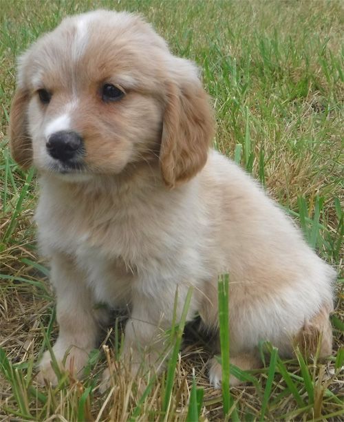 Teddy