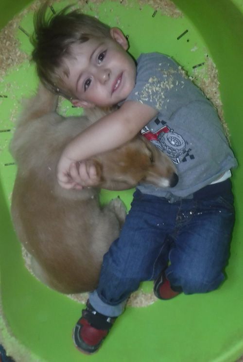 Teddy