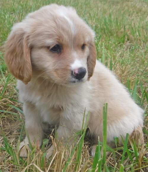 Teddy