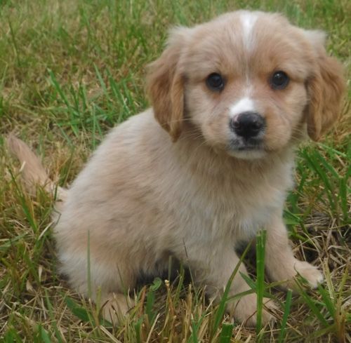 Teddy