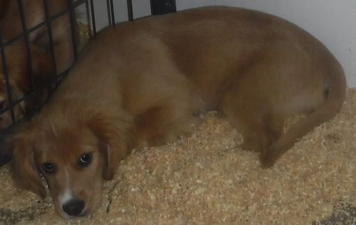 Teddy