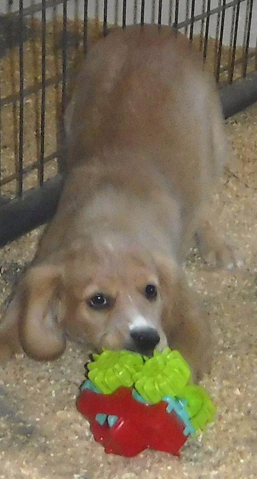 Teddy