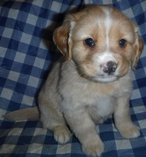 Teddy