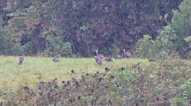 Turkeys