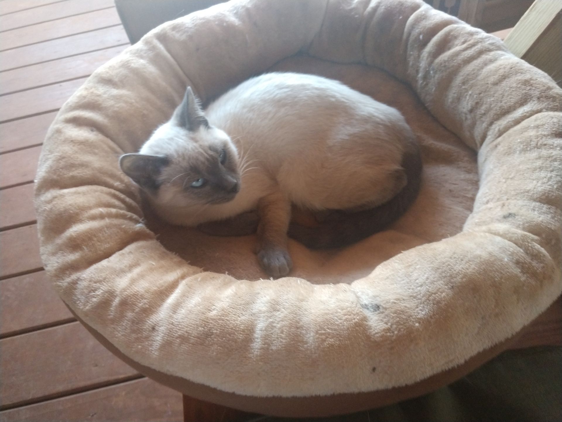 Cat On Pillow Bed
