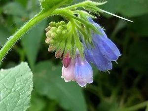 Kruidengeneeskunde - Kruiden op zolder - gediplomeerd natuurgeneeskundige