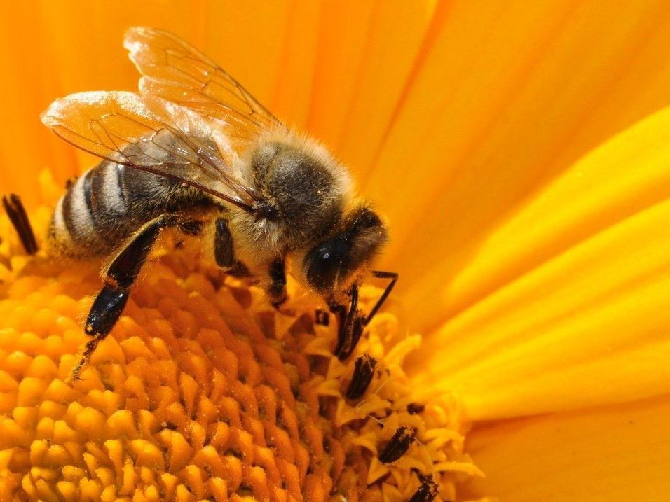Apitherapie - Kruiden op zolder - gediplomeerd natuurgeneeskundige