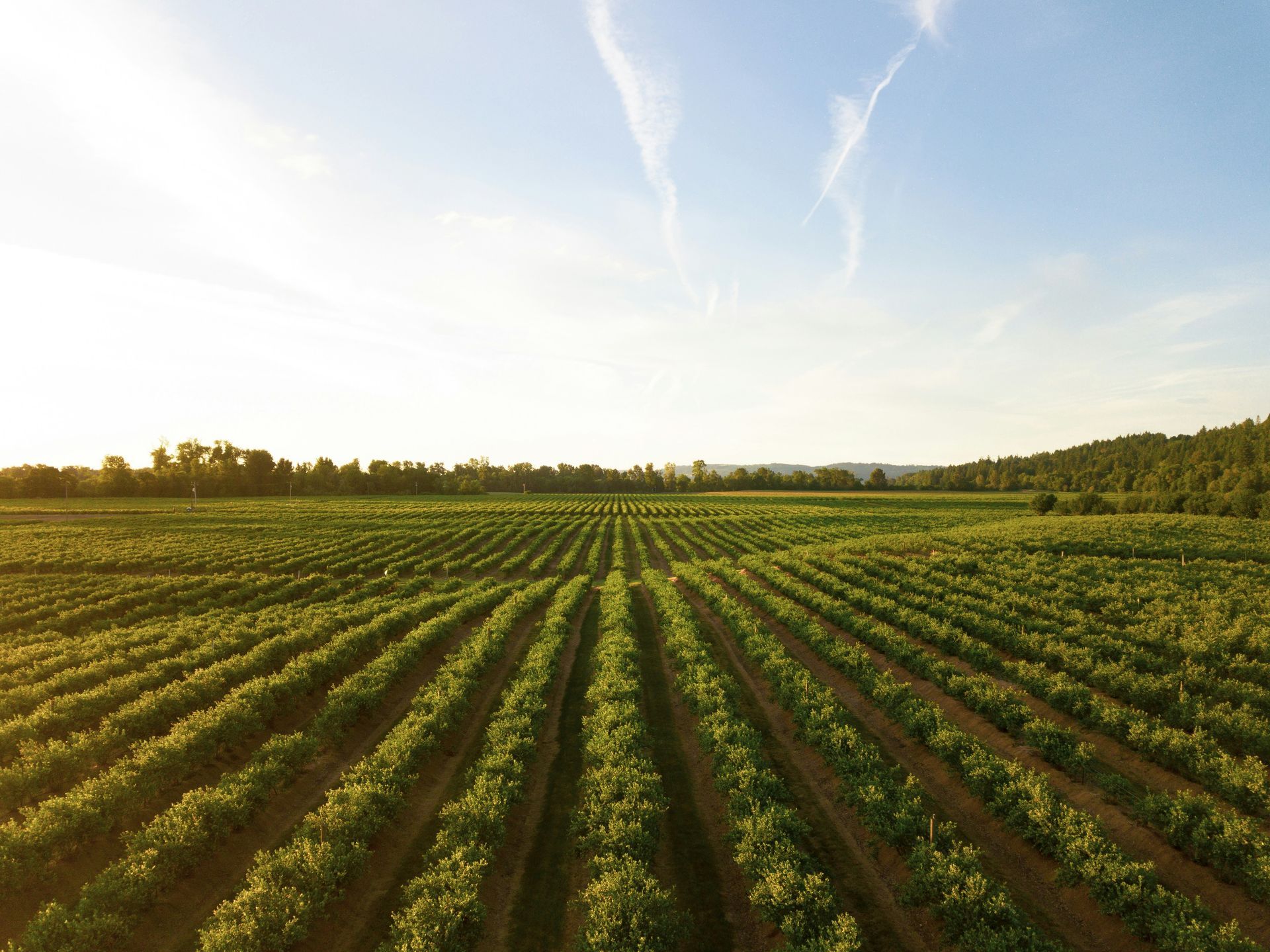 propiedades y beneficios vinnova wine