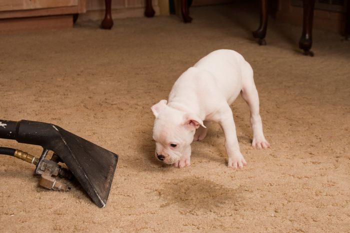 Vacuuming Floor — Spruce Pine, NC — ServiceMaster of WNC Vacuuming Floor — Spruce Pine, NC — ServiceMaster of WNC