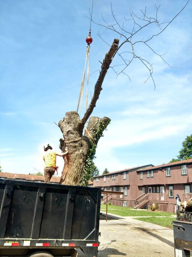 Crane Assisted Tree Removal Lou's Cutting Edge Tree Service LLC
