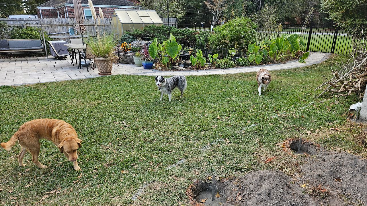 A group of dogs are standing in a grassy yard.