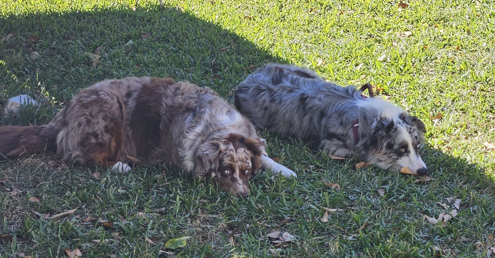Two dogs are laying in the grass next to each other.