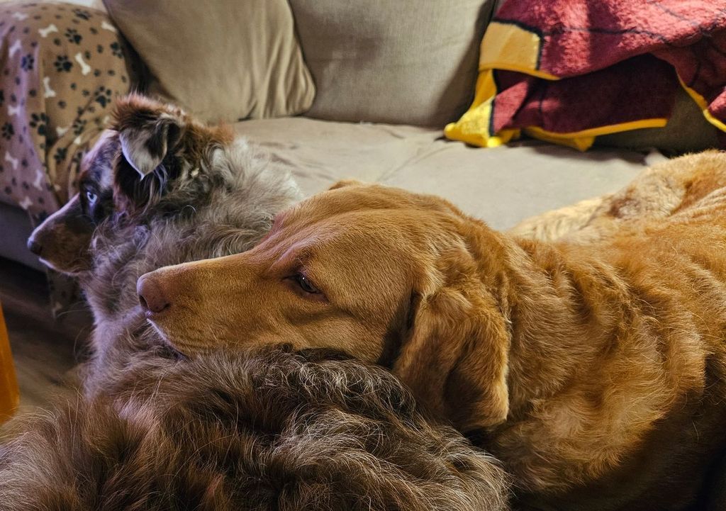 Two dogs laying on a couch with a blanket on it