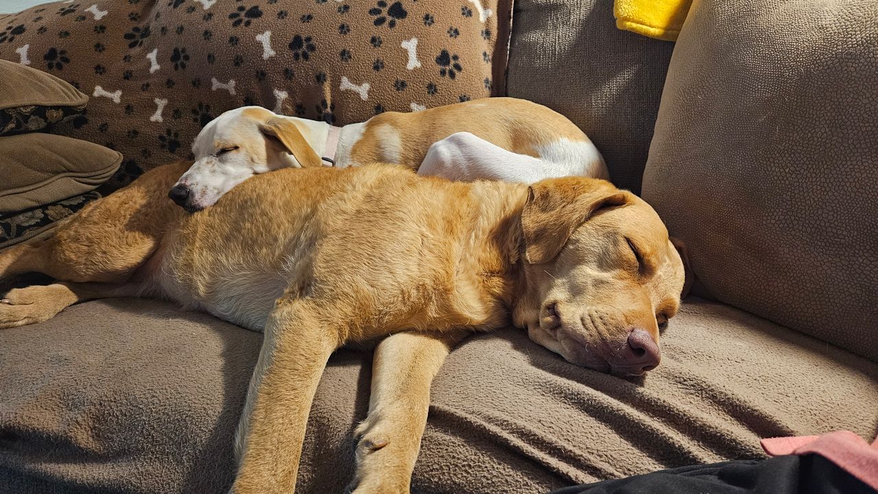 Two dogs are sleeping on a couch next to each other.